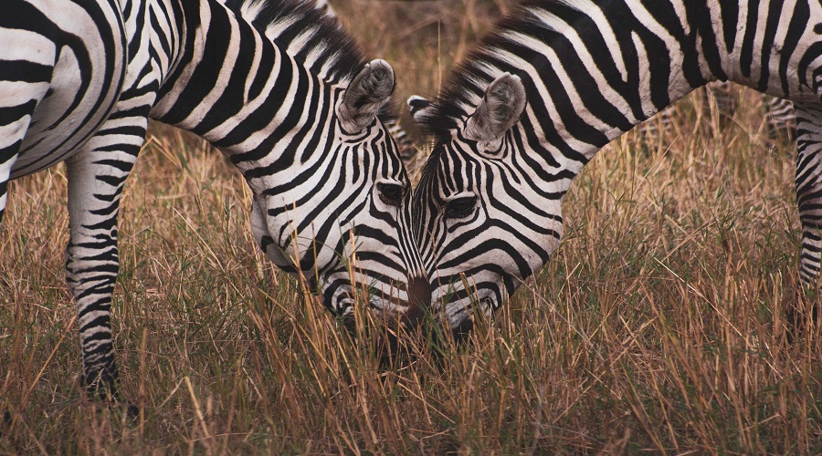 Explore Affordable Safari Options in Serengeti National Park